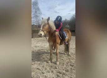 Haflinger, Mare, 3 years, 14.3 hh