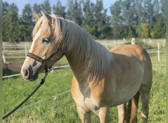Haflinger, Mare, 3 years, 14.3 hh