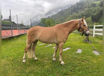 Haflinger, Mare, 3 years, 14 hh, Chestnut-Red
