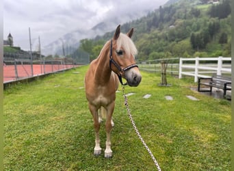 Haflinger, Mare, 3 years, 14 hh, Chestnut-Red