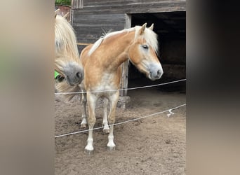 Haflinger, Mare, 3 years, 14 hh, Dun