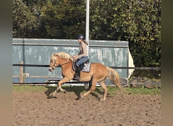 Haflinger, Mare, 3 years, 14,1 hh, Chestnut-Red