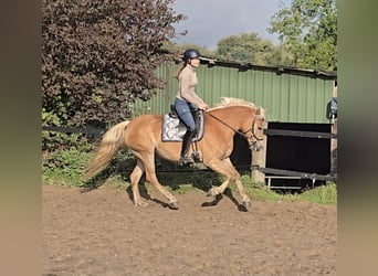 Haflinger, Mare, 3 years, 14,1 hh, Chestnut-Red