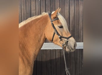 Haflinger, Mare, 3 years, 14,1 hh, Chestnut-Red