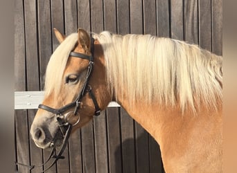 Haflinger, Mare, 3 years, 14,1 hh, Chestnut-Red