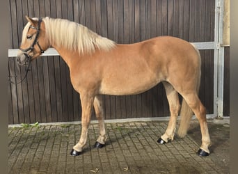 Haflinger, Mare, 3 years, 14,1 hh, Chestnut-Red