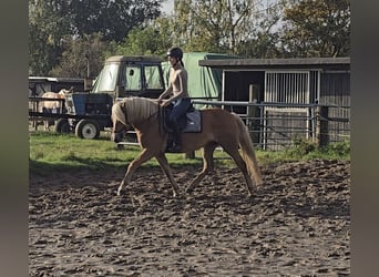 Haflinger, Mare, 3 years, 14,1 hh, Chestnut-Red