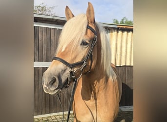 Haflinger, Mare, 3 years, 14,1 hh, Chestnut-Red