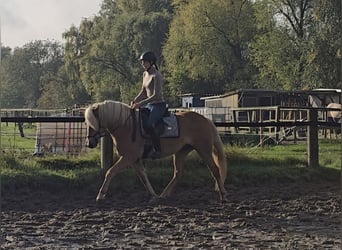 Haflinger, Mare, 3 years, 14,1 hh, Chestnut-Red