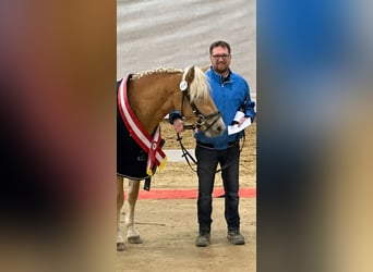 Haflinger, Mare, 3 years, 14,1 hh, Chestnut-Red