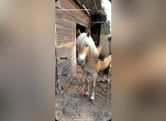 Haflinger, Mare, 3 years, 14,1 hh, Dun