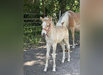 Haflinger, Mare, 3 years, 14,2 hh
