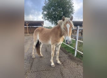 Haflinger, Mare, 3 years, 14,2 hh