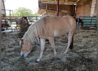 Haflinger, Mare, 3 years, 14,2 hh, Chestnut-Red