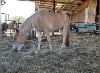 Haflinger, Mare, 3 years, 14,2 hh, Chestnut-Red