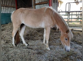 Haflinger, Mare, 3 years, 14,2 hh, Chestnut-Red