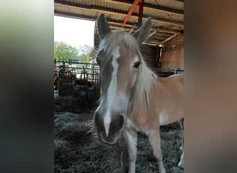 Haflinger, Mare, 3 years, 14,2 hh, Chestnut-Red