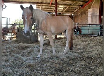 Haflinger, Mare, 3 years, 14,2 hh, Chestnut-Red