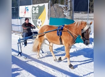 Haflinger, Mare, 3 years, 14,2 hh, Chestnut-Red
