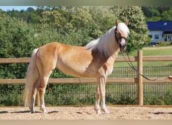Haflinger, Mare, 3 years, 14,2 hh, Chestnut-Red