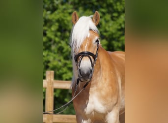 Haflinger, Mare, 3 years, 14,2 hh, Chestnut-Red