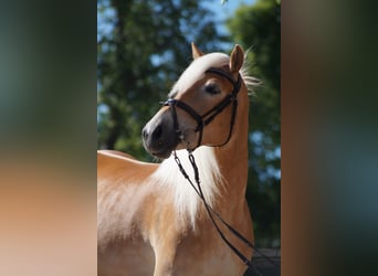 Haflinger, Mare, 3 years, 14,2 hh, Chestnut-Red