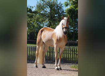 Haflinger, Mare, 3 years, 14,2 hh, Chestnut-Red