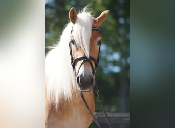 Haflinger, Mare, 3 years, 14,2 hh, Chestnut-Red