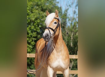 Haflinger, Mare, 3 years, 14,2 hh, Chestnut-Red