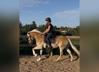Haflinger, Mare, 3 years, 14,2 hh, Chestnut-Red