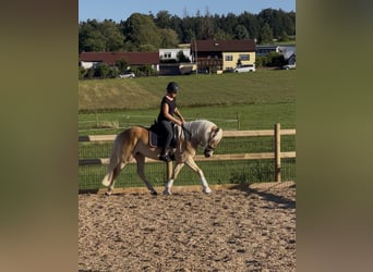 Haflinger, Mare, 3 years, 14,2 hh, Chestnut-Red