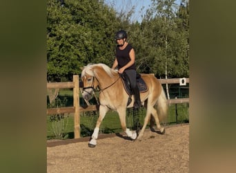 Haflinger, Mare, 3 years, 14,2 hh, Chestnut-Red