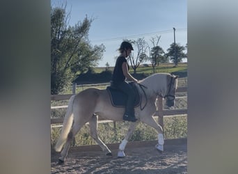 Haflinger, Mare, 3 years, 14,2 hh, Chestnut-Red
