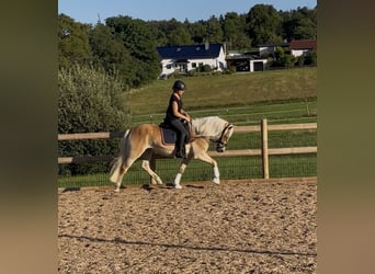 Haflinger, Mare, 3 years, 14,2 hh, Chestnut-Red