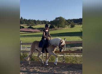 Haflinger, Mare, 3 years, 14,2 hh, Chestnut-Red