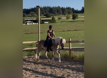 Haflinger, Mare, 3 years, 14,2 hh, Chestnut-Red