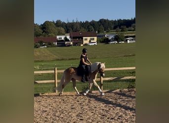 Haflinger, Mare, 3 years, 14,2 hh, Chestnut-Red