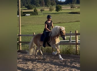 Haflinger, Mare, 3 years, 14,2 hh, Chestnut-Red