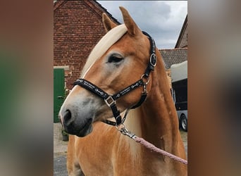 Haflinger, Mare, 3 years, 14,2 hh, Chestnut-Red