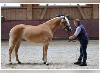 Haflinger, Mare, 3 years, 14,2 hh, Palomino