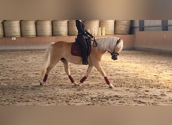 Haflinger, Mare, 3 years, 14,3 hh, Chestnut-Red