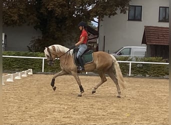 Haflinger, Mare, 3 years, 14,3 hh, Chestnut-Red