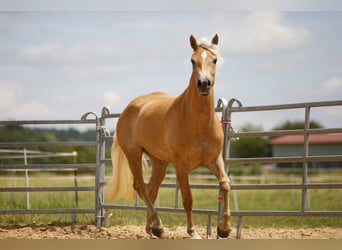 Haflinger, Mare, 3 years, 15,1 hh