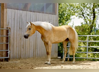 Haflinger, Mare, 3 years, 15,1 hh