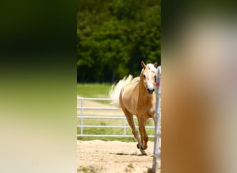 Haflinger, Mare, 3 years, 15,1 hh