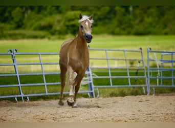 Haflinger, Mare, 3 years, 15,1 hh