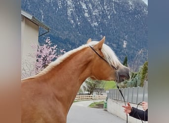 Haflinger, Mare, 3 years, 15.1 hh