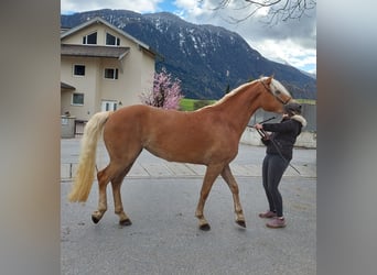 Haflinger, Mare, 3 years, 15.1 hh