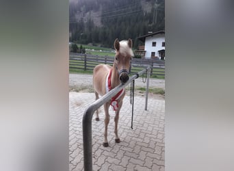 Haflinger, Mare, 3 years, 15 hh, Chestnut-Red
