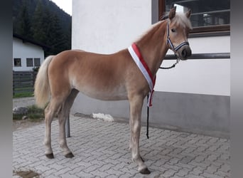 Haflinger, Mare, 3 years, 15 hh, Chestnut-Red